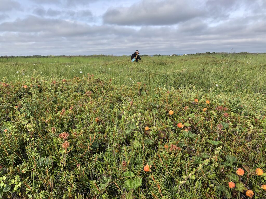 A person picking salmon berries in Bristol Bay