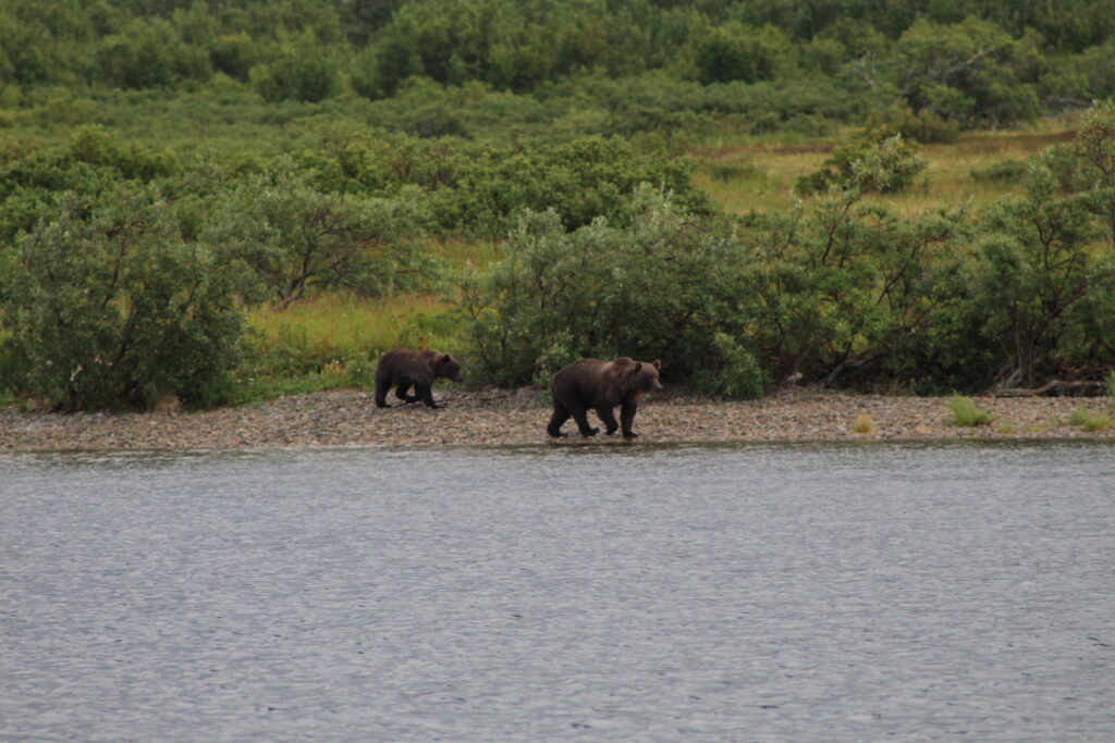 bear b roll 9481